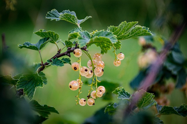 plants